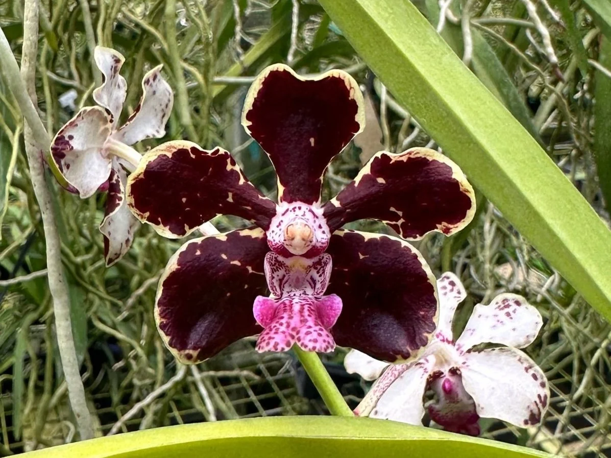 S.M. Novella Vanda 非合法 Suavis 50mLx2