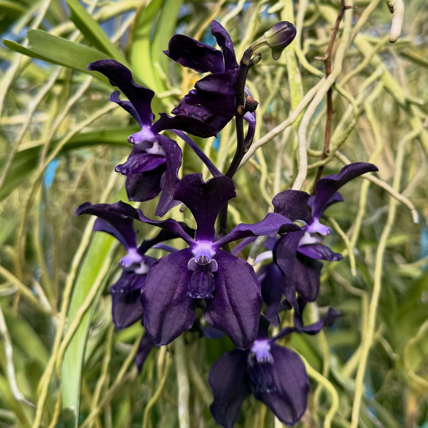 Vanda Motes Singularity or Pda, Motes Black Star&hellip;.scooch mislabeled. Gorgeous tho. Visit MotesOrchids.com to see and buy more amazing plants like this. 

Want to help us grow? Click &ldquo;follow&rdquo; then share the posts that make you go wo