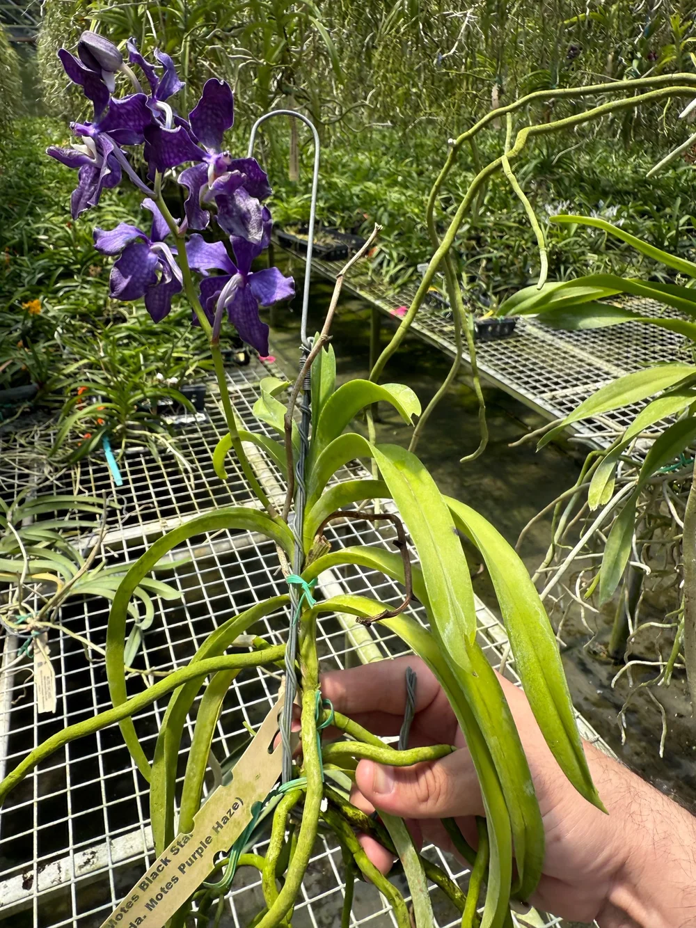 Pda. Motes Black Star (2701) (M10) — Motes Orchids