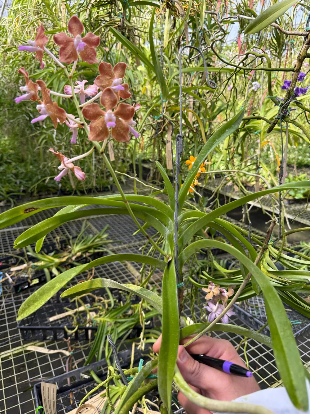 Vanda bensonii #1 x Vanda Pamela Greer (2428) (M65) — Motes Orchids