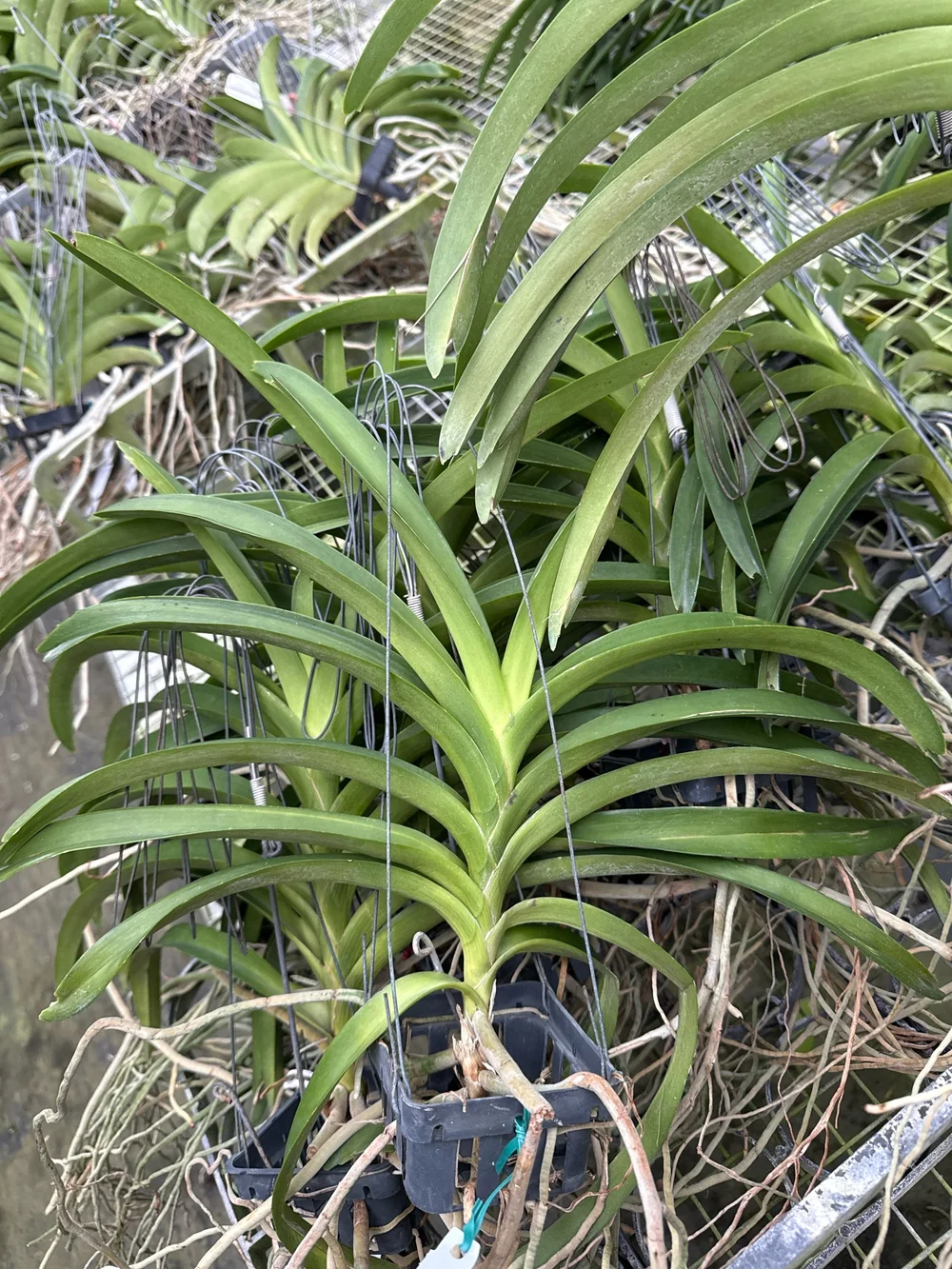Vanda Loke — Motes Orchids