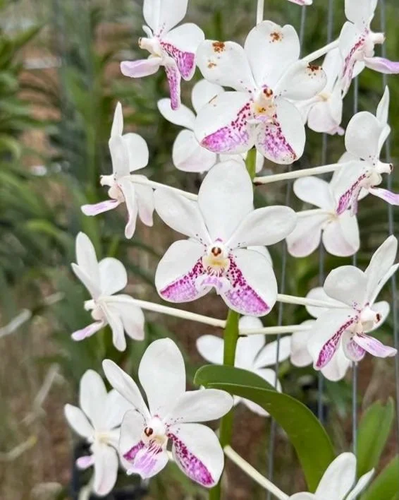 vanda+samsui+2.jpg