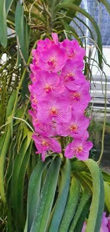 Vanda Siriphat Pink (SI920)