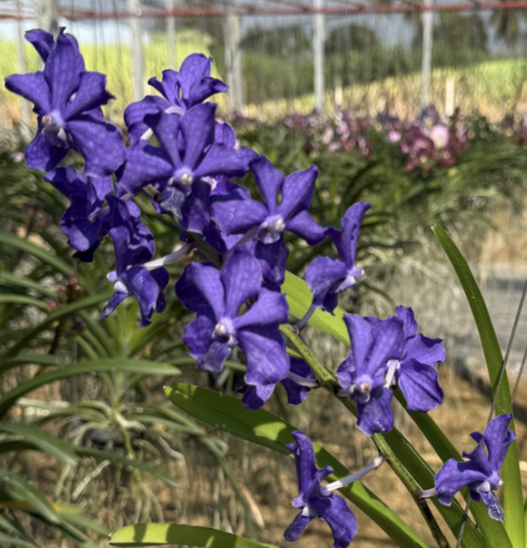 Vanda Suwannaphum Blue Finch