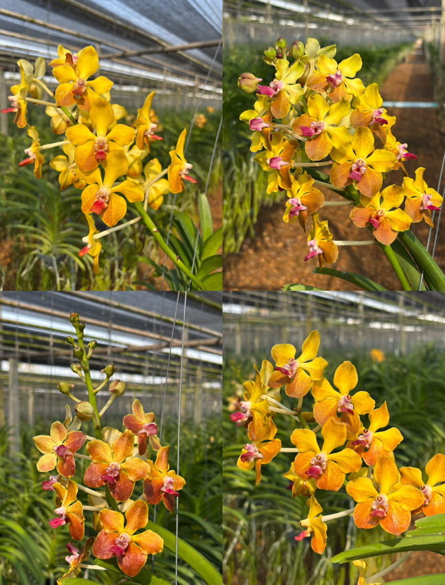 Vanda Suwannaphum Piece of Mind