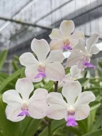 Vanda+Lanlalyn+Fragrance.jpg