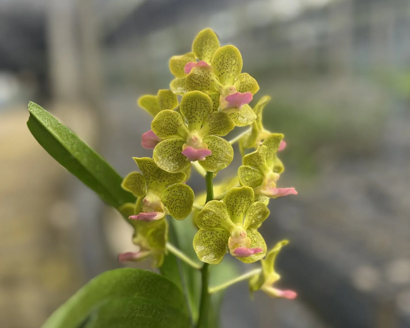 Vanda Viraphandhu Fragrance.jpeg