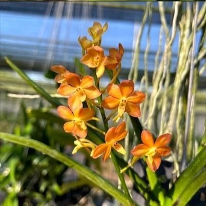 falcata+x+Vaewravee.jpg