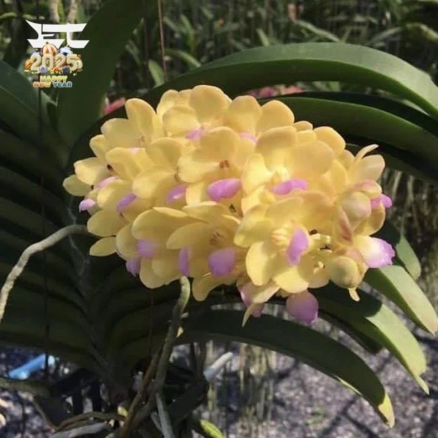 Wuttiphanara Manoonya (yellow)