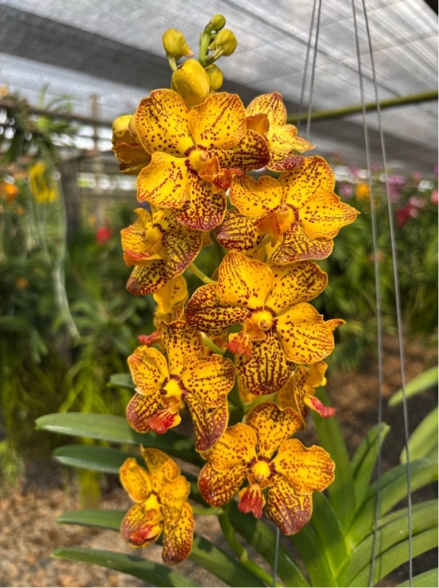 Vanda Suwannaphum Butterfly