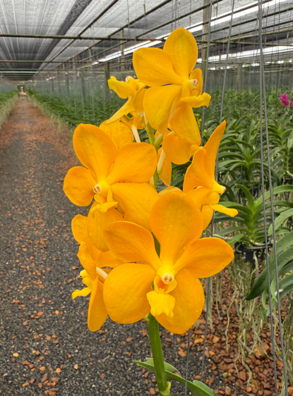 Vanda Suwannaphum Buttercup