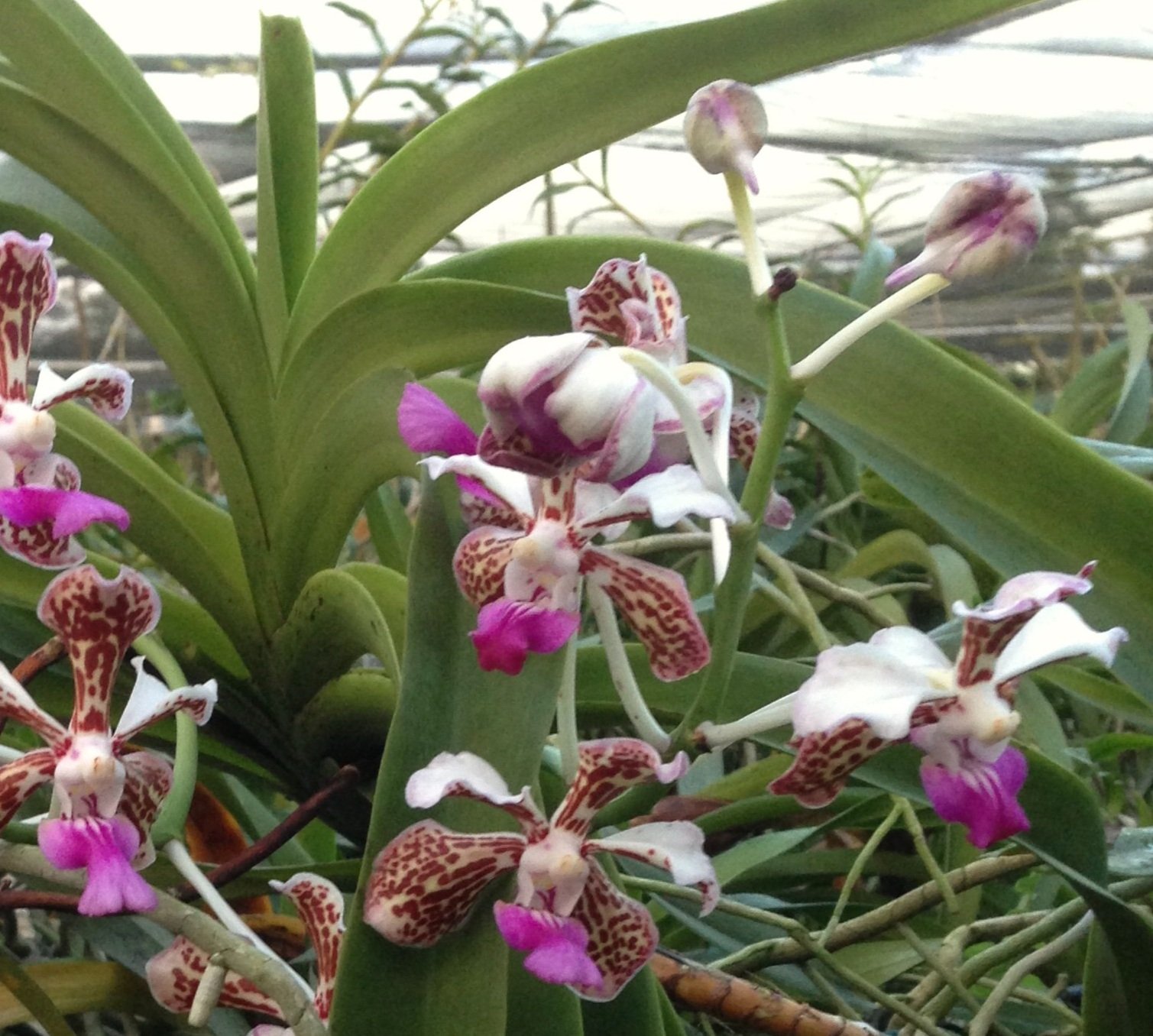 Vanda+tricolor_Emrys+Chew.jpg