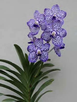 Pda. Omar Padron 'Indigo Blue Spots'