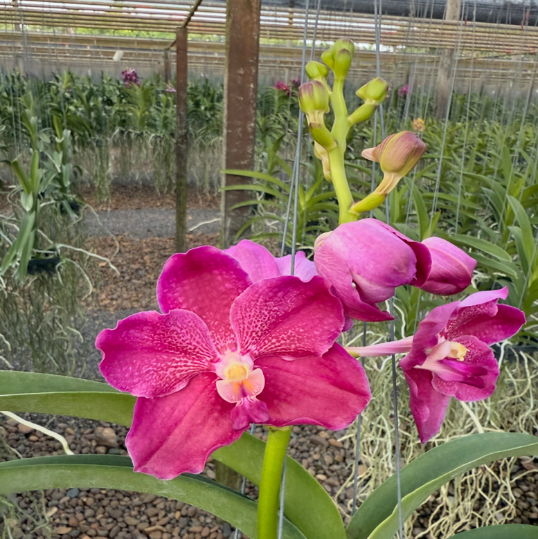 Vanda Raspberry Ruffles