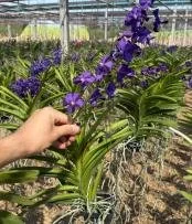 blue finch plant.jpg