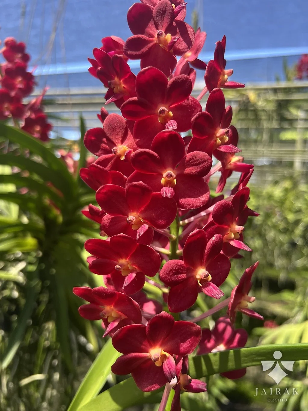Vanda Laksi (SI082)
