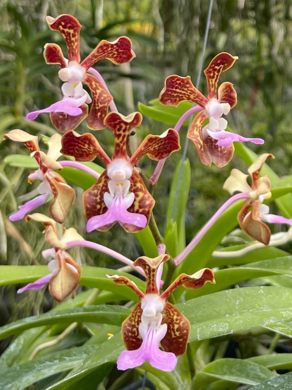 Vanda Motes Multiverse — Motes Orchids