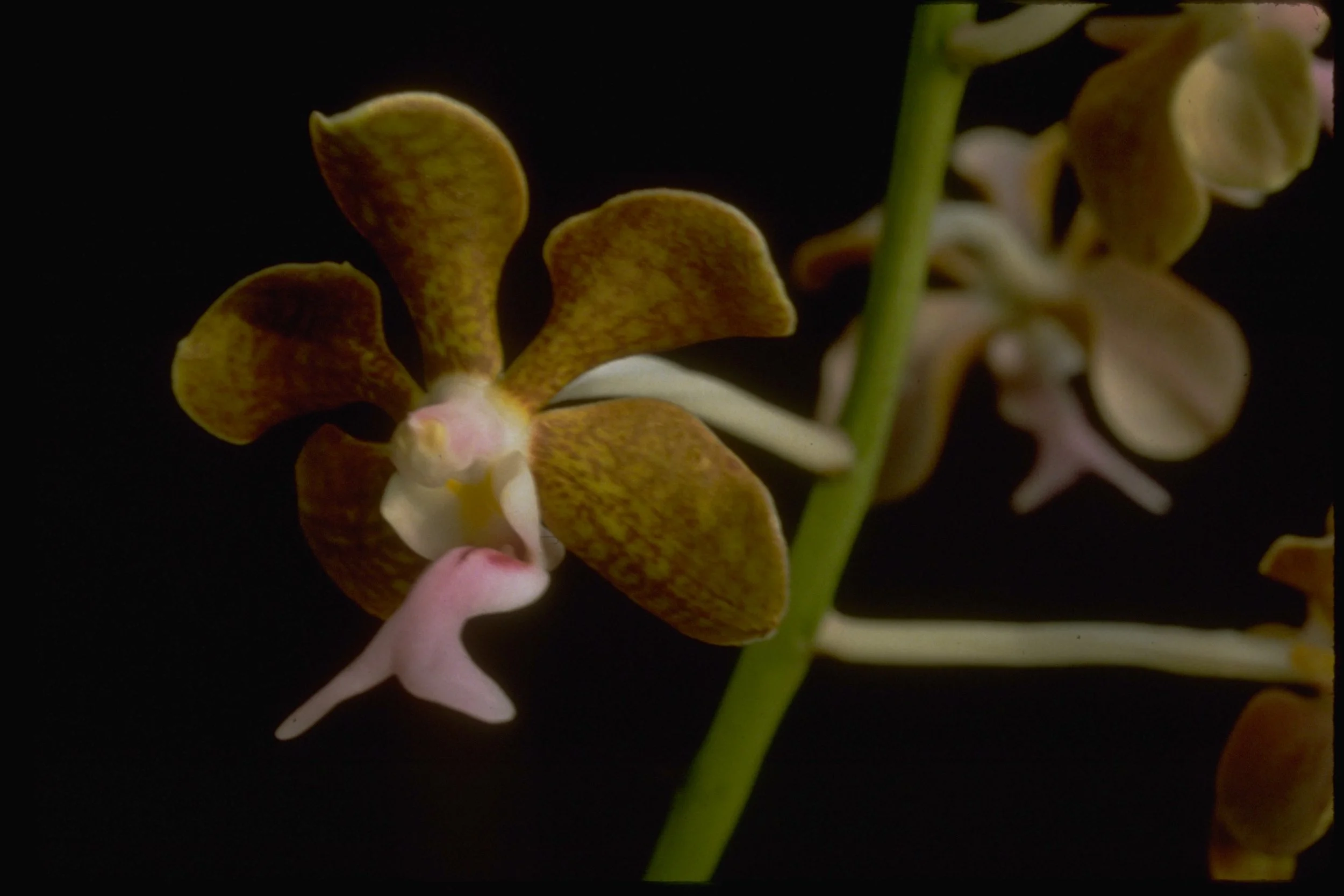 Vanda bensonii