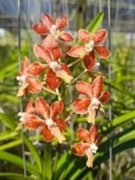 lamellata+x+limbata.jpg