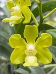 wassana+green.jpg