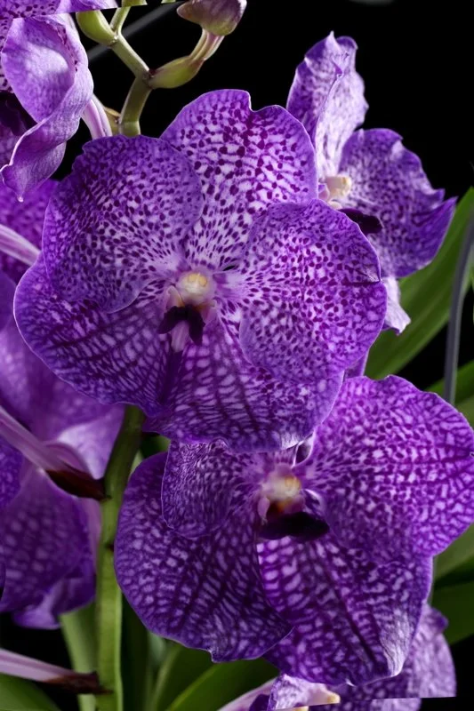 Vanda Tristar Blue