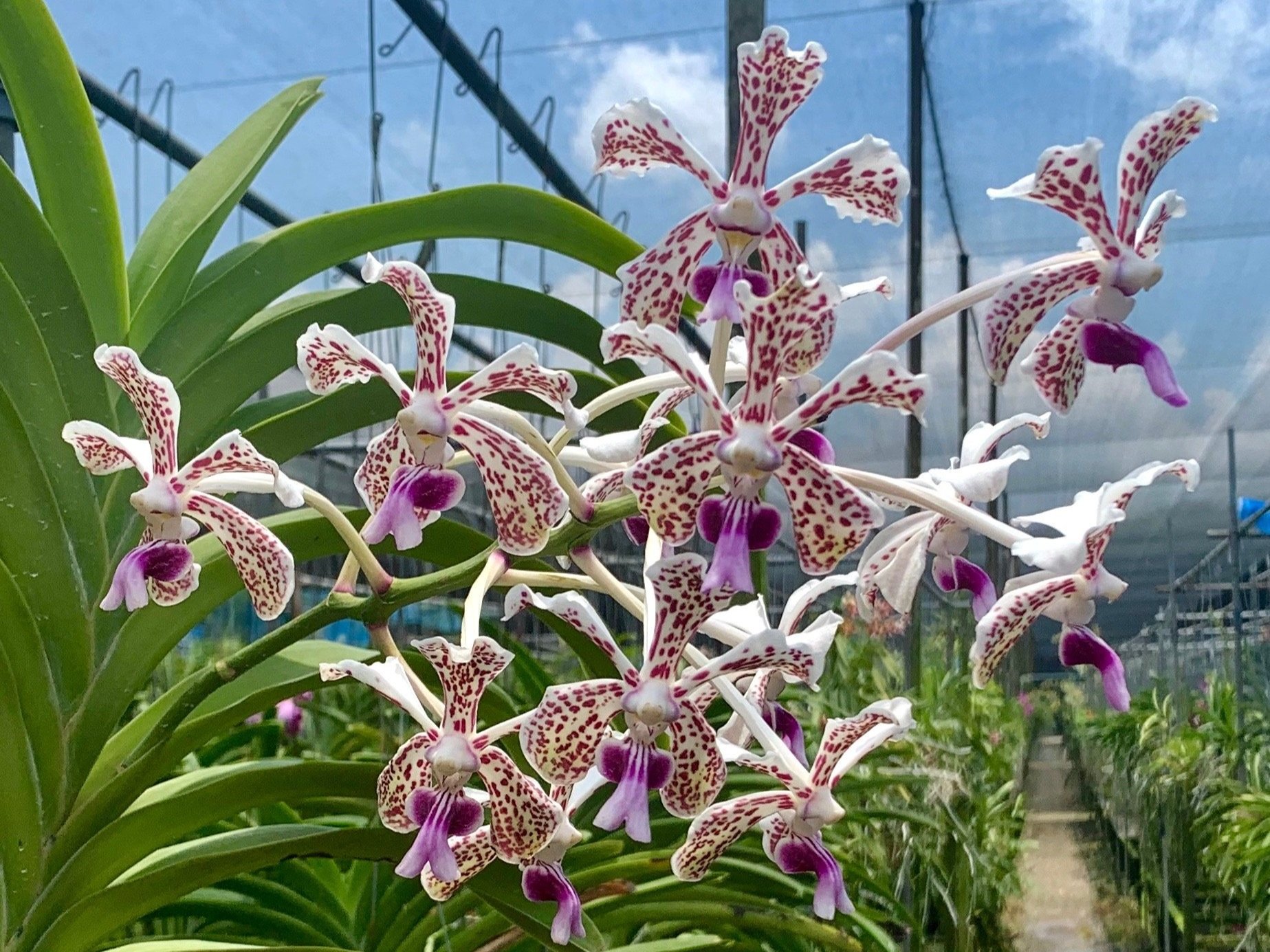 Vanda suavis