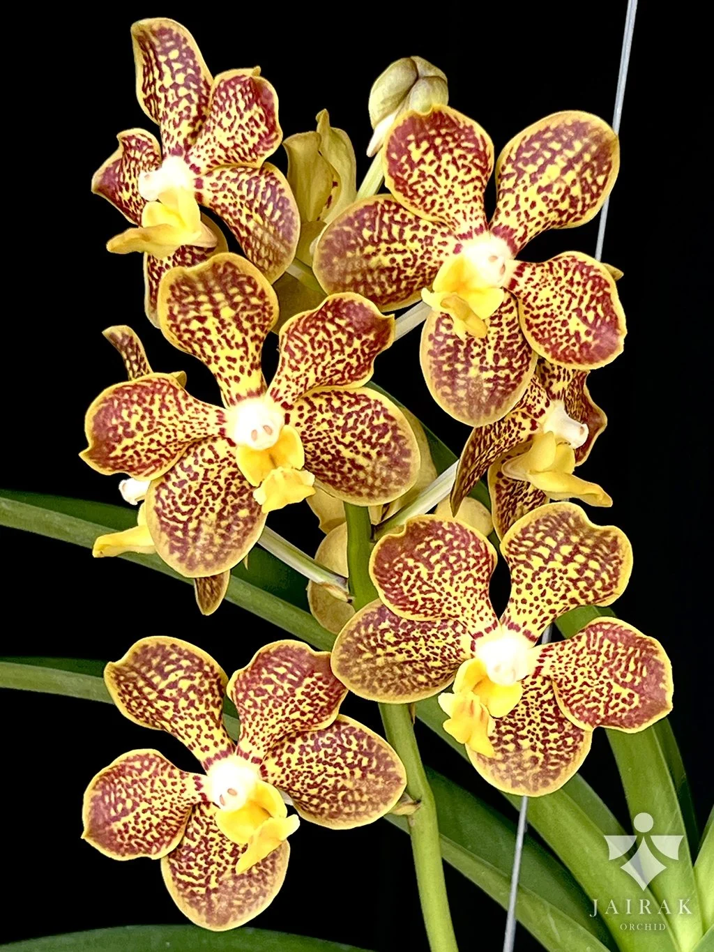 Vanda Chao Praya Sapphire x V. denisoniana