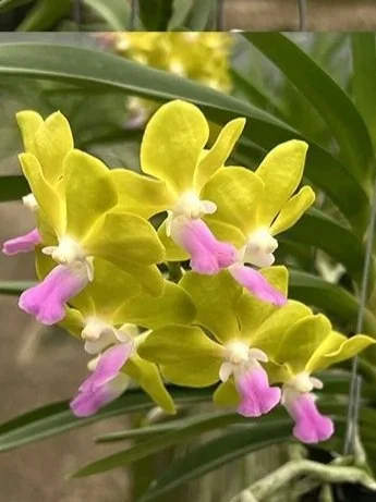 Vanda Jairak Aromatic