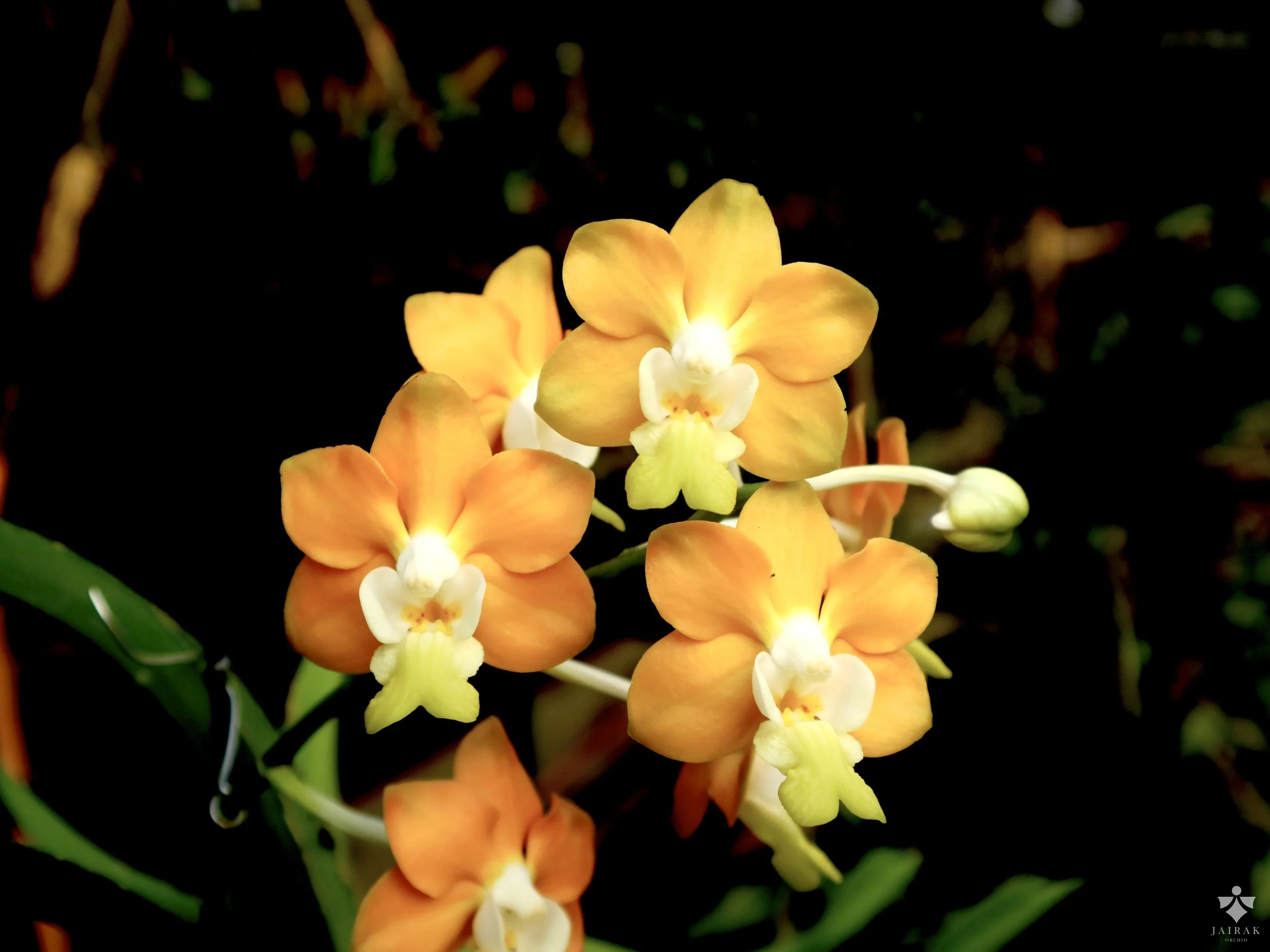V. denisoniana