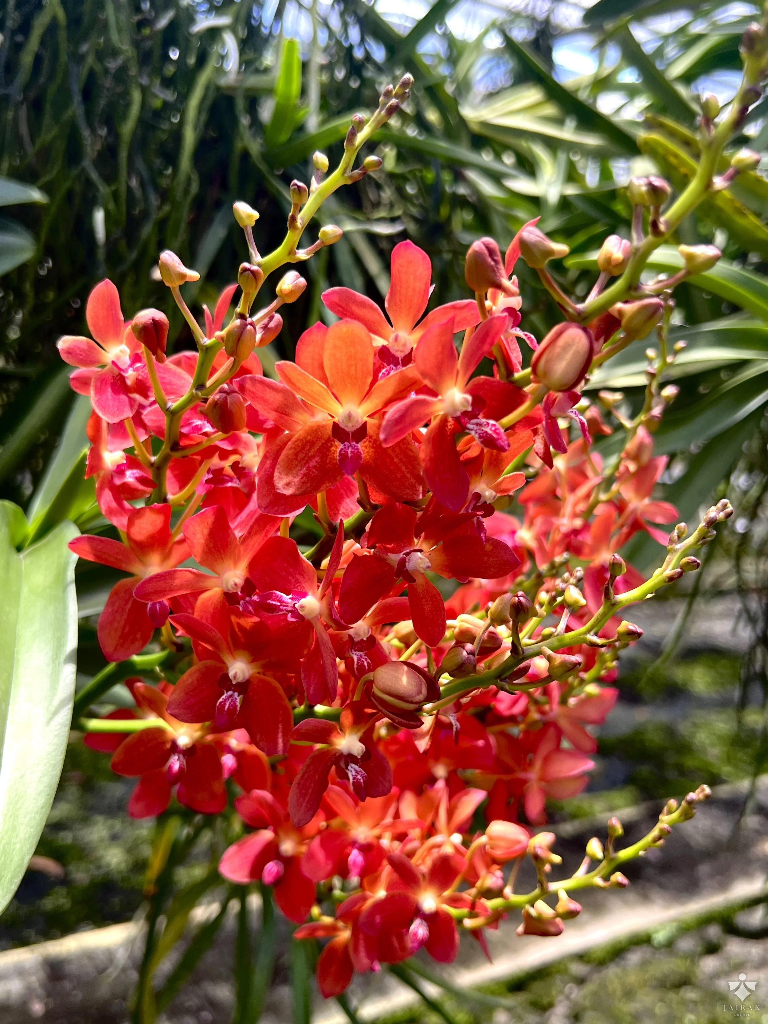 Vanda Jairak Squirrel