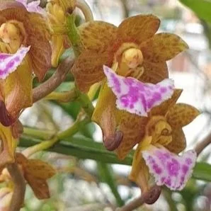 6Aerides+flabellata.jpg