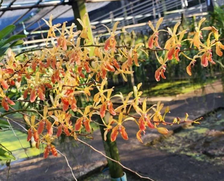 Renanthera philippinensis x Vanda lamellata