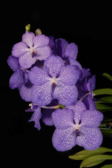 Vanda Sansai Blue