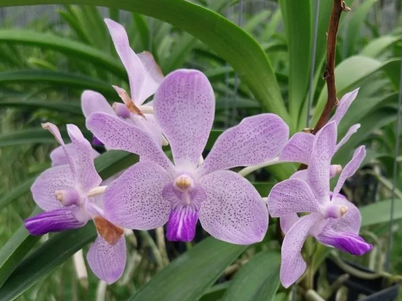 Rhynchostylis+gigantea+x+vanda+coerulea.png