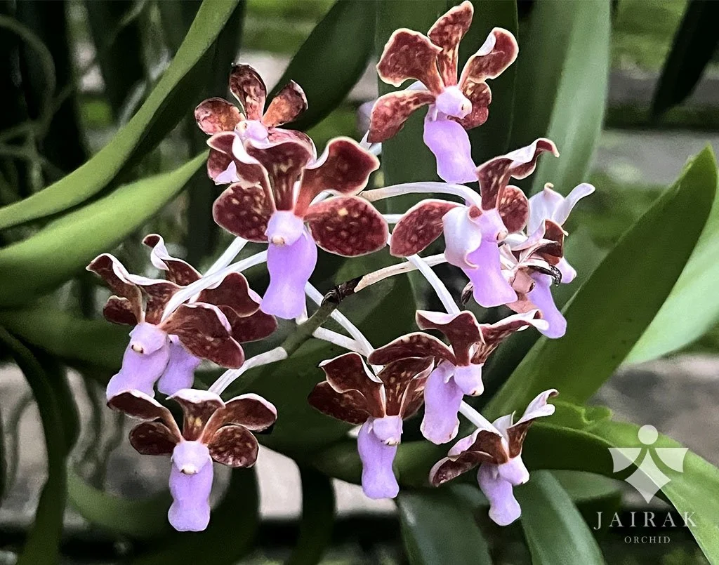 Vanda limbata