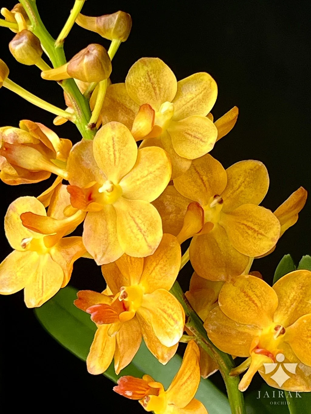 Aeridovanda Jairak Scented