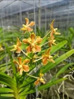 lamellata+x+limbata.jpg