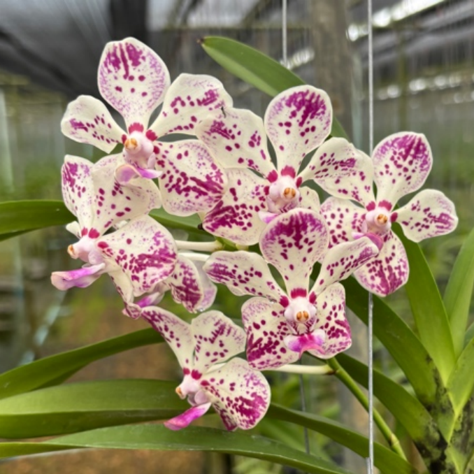 パンフラワー Vanda Suwannaphum Starling — Motes Orchids