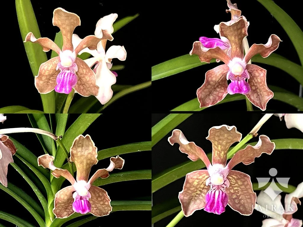 Vanda tessellata 'pink'