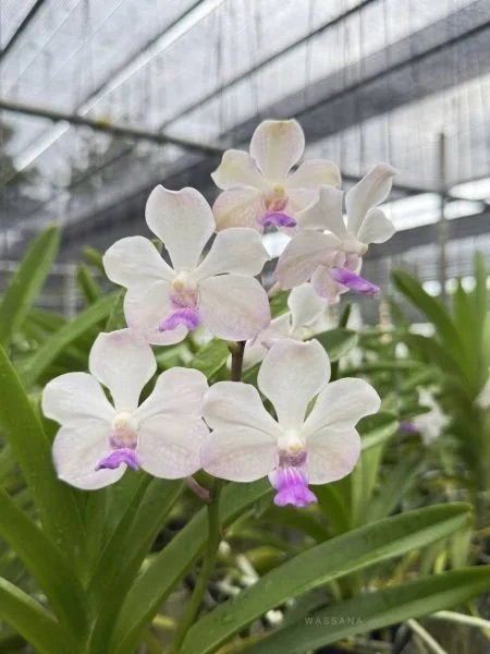 Vanda Lanlalyn Fragrance