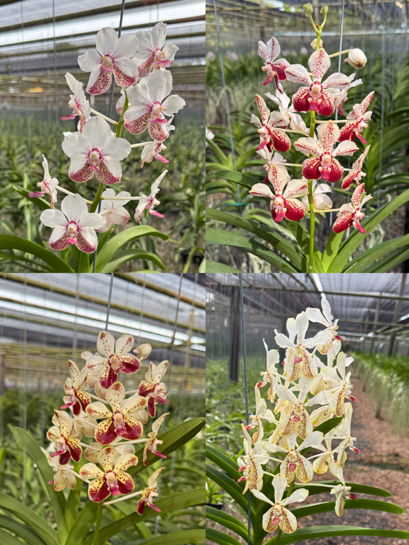 Vanda Samsui