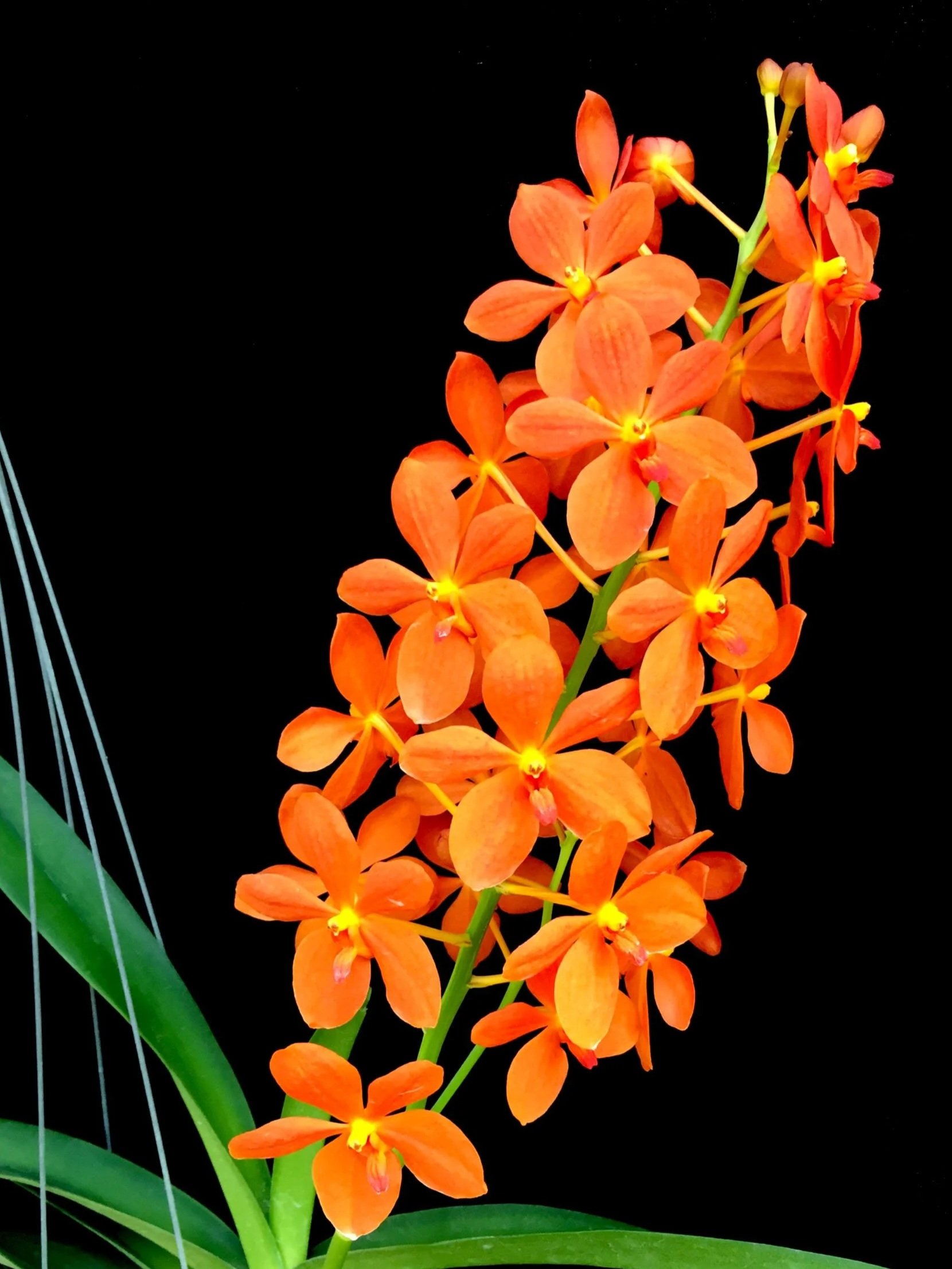 jairak+orange.jpg