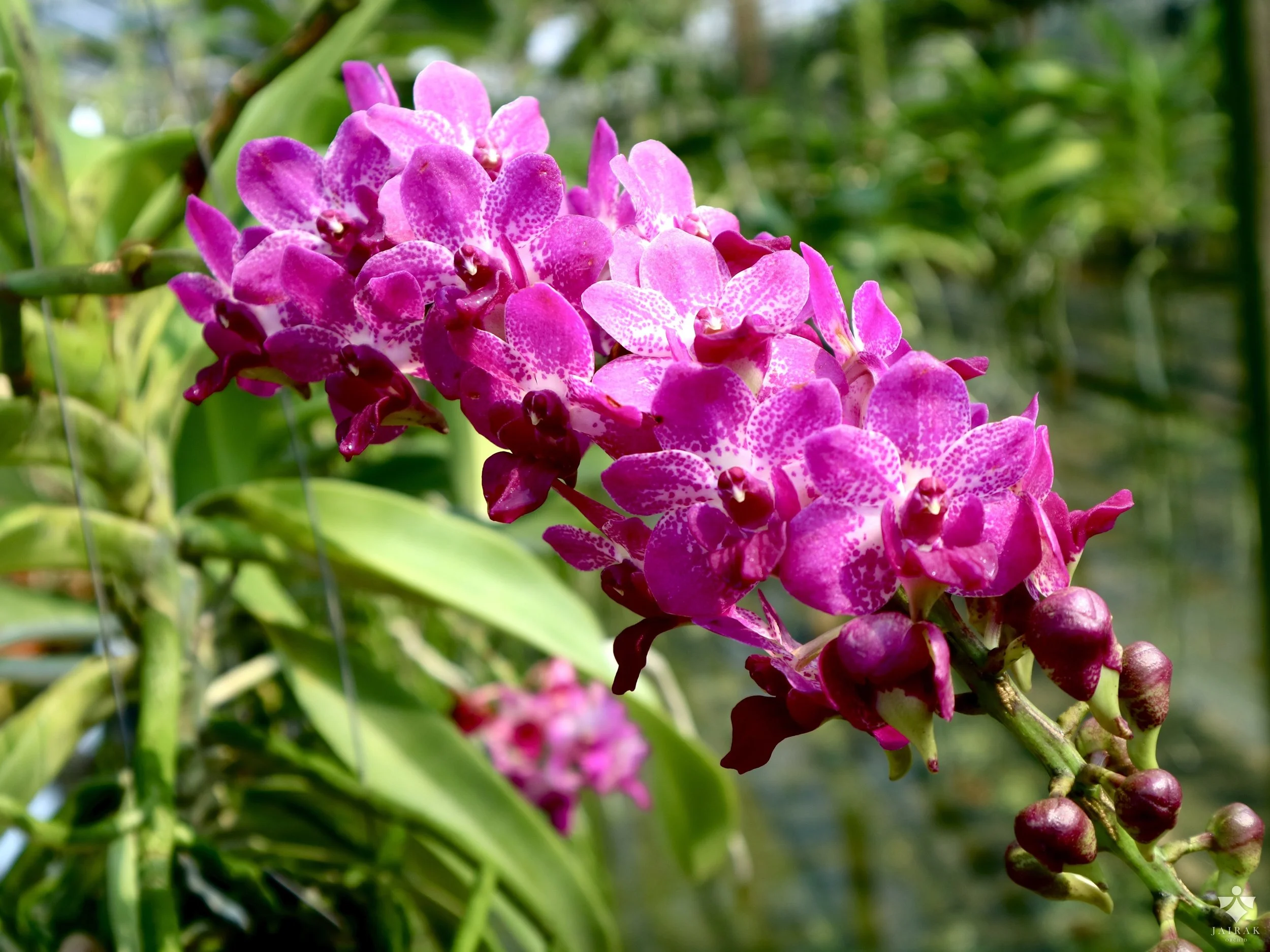 springtime jairak robust seedling size mericlone.jpg