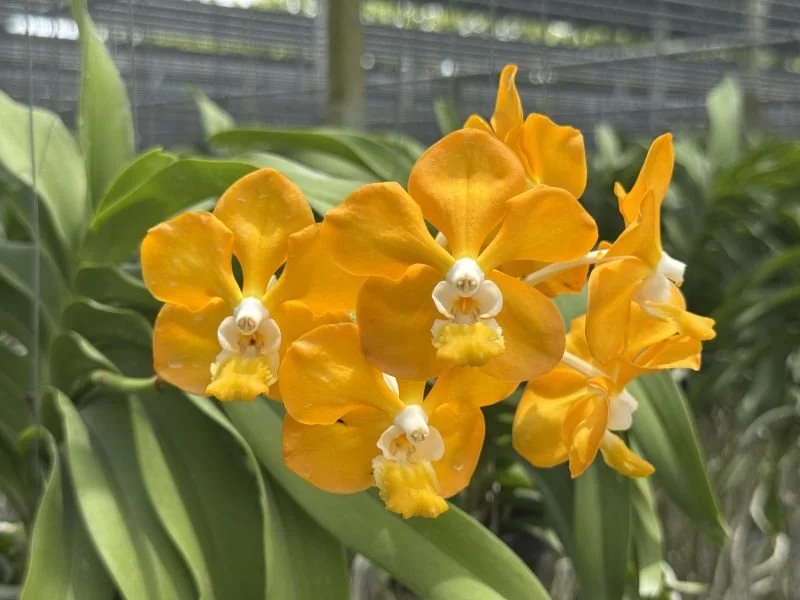gail noyes seedling.jpeg