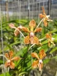 lamellata+x+limbata.jpg