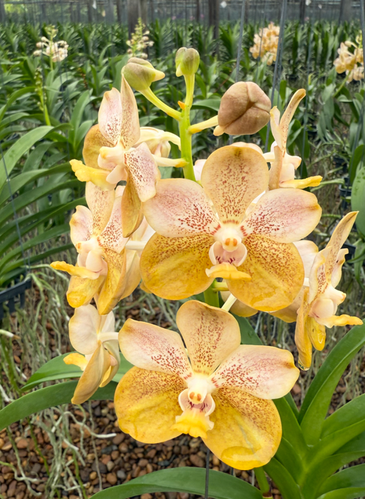 Vanda Deb Boersma