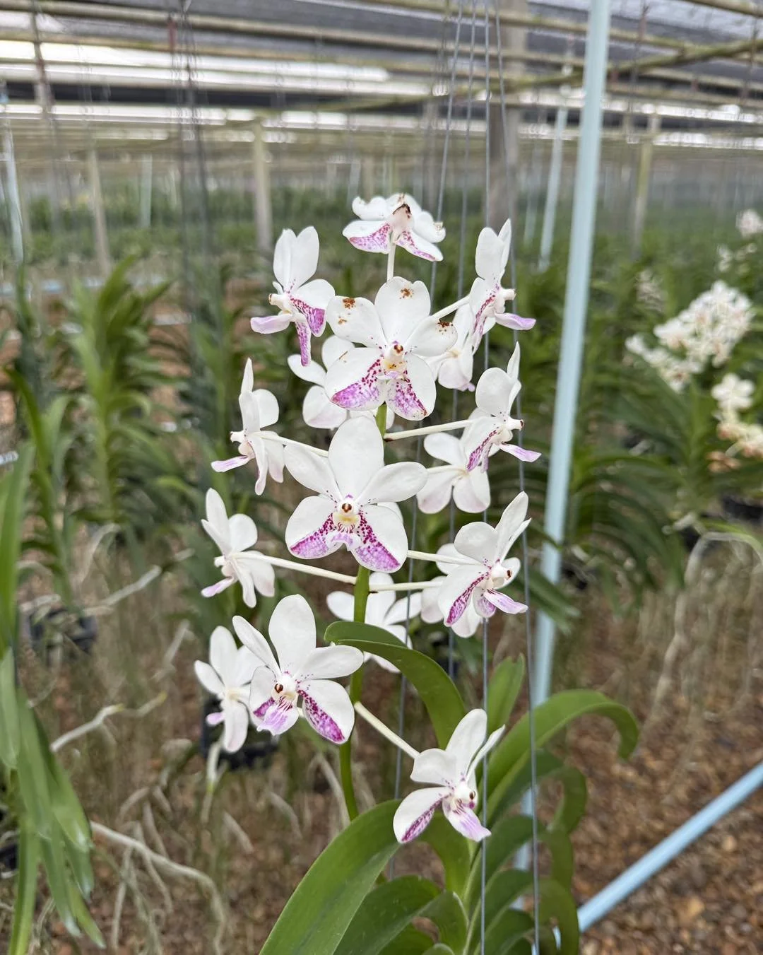 vanda samsui 2.jpg