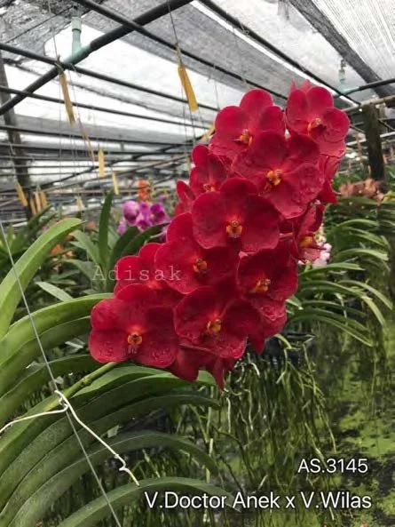 Vanda SW New Year Red