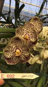Vanda Christine Morales (SI901)