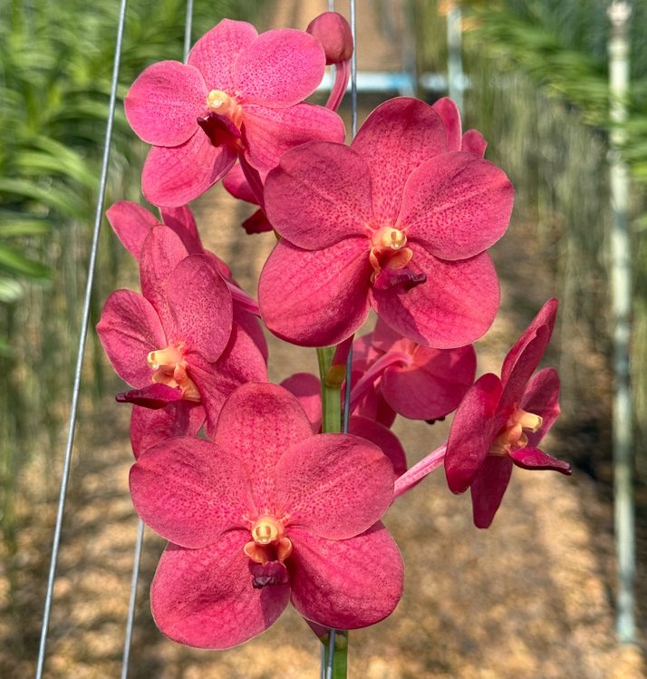 Vanda Suwannaphum Crimson